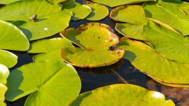 Yapraklar gölde çiçek açıyor. Lotus çiçeği. Yakın plan..