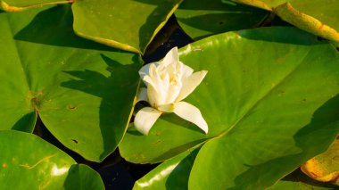 Gölde çiçek açan nilüfer çiçeği. Tomurcuklanan nilüfer çiçeği.