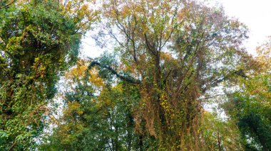 Ağaç ve yeşil yapraklar. Gökyüzünü kaplayan ağaç. Orman.