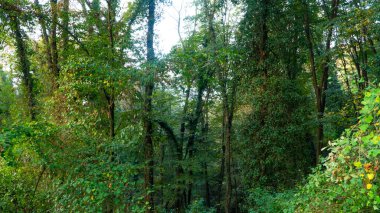 Yeşil bitki örtüsü. Ağaç ve yeşil yapraklar. Gökyüzünü kaplayan ağaç. Orman.