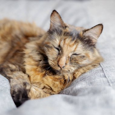 Güzel bir kedi gri puf minderde uyur. Yüze odaklan.