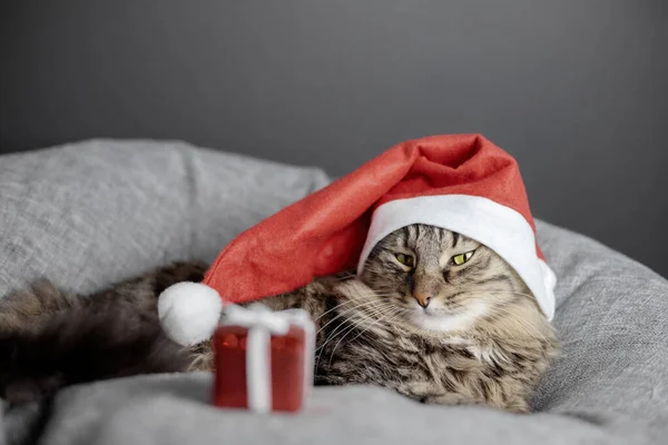 Noel Baba şapkalı güzel bir kedi puf minderde yatıyor ve küçük bir hediye kutusuna bakıyor. Kedilerin yüzüne odaklan. — Stok fotoğraf