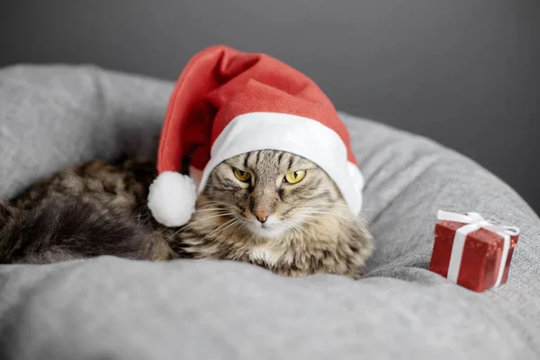 Noel Baba şapkalı huysuz bir kedi gri bir yastığın üzerinde yatar ve hediye kutusundan kaçar. Kedilerin yüzüne odaklan. — Stok fotoğraf