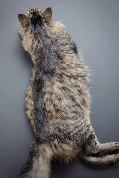 Μια χνουδωτή γάτα με όμορφα μαλλιά ξαπλώνει στο στομάχι του με τα πίσω πόδια του πεταμένα πίσω σε γκρι φόντο και κοιτάζει μπροστά του. Προβολή πάνω — Φωτογραφία Αρχείου