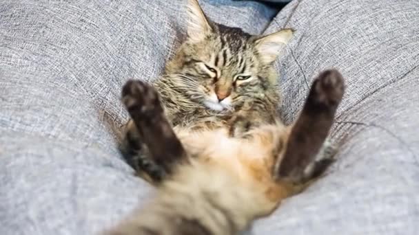 Eine Hauskatze liegt mit gespreizten Pfoten auf einem Sitzsack-Stuhl auf dem Rücken und leckt sich die Brust. Lustige Katze — Stockvideo