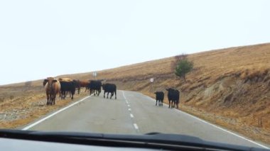 Araba yol boyunca gidiyor ve inekler ona doğru yürüyor. Bir buzağı arabanın önündeki yolda koşar. Serpilmiş bir ön camdan ateş ediyorlar..