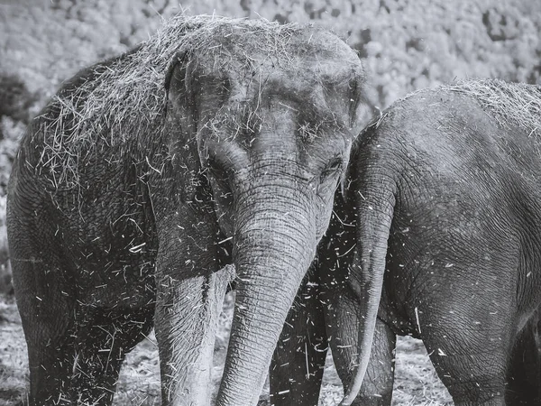 Dos elefantes grandes están al aire libre esparcidos con heno en un día de verano. Foto en blanco y negro — Foto de Stock