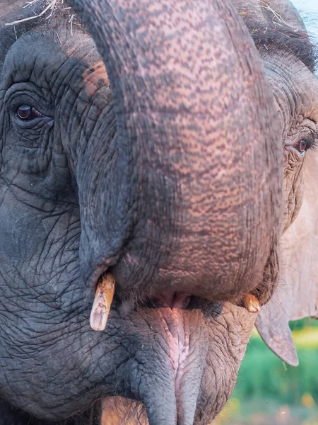 Un fragmento de un bozal de elefantes con un tronco elevado, una boca abierta y colmillos sobresalientes. Foto de primer plano — Foto de Stock