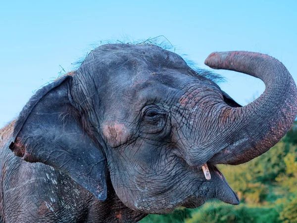 La cabeza de un elefante con un tronco elevado, una boca abierta y la piel arrugada gris. Fotografía de cerca. Viaje al mundo de la naturaleza salvaje — Foto de Stock
