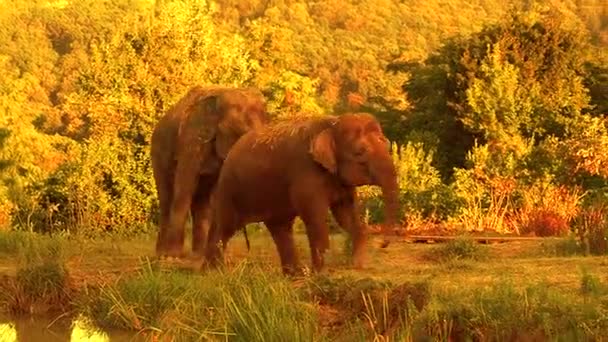 Volwassen olifant en olifant tiener lopen in groene zomer safari park. Het licht van de zon bij zonsondergang — Stockvideo