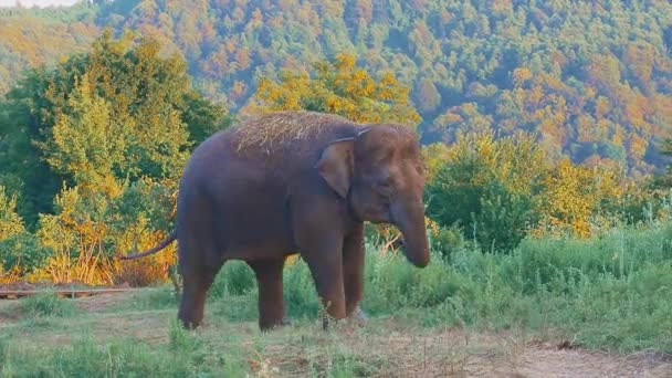 Un simpatico elefante cammina attraverso il verde parco safari agitando le orecchie con la coda e il tronco — Video Stock