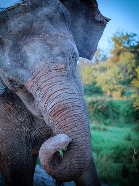 Retrato de un lindo elefante inclinó su cabeza y dobló su tronco. Foto de primer plano — Foto de Stock