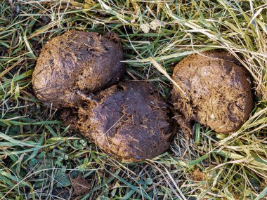 Güneşin aydınlattığı çimlerin üzerinde üç yuvarlak çim fil kakası var.