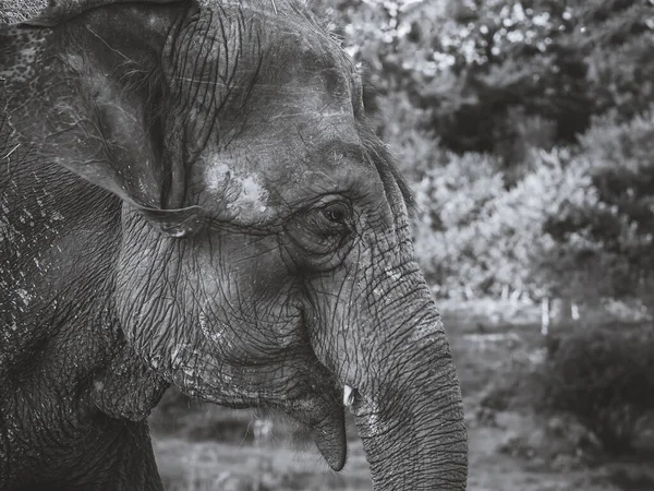 Retrato de un elefante con la piel arrugada y doblada. Foto de primer plano en blanco y negro. Vista del perfil — Foto de Stock