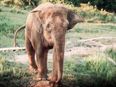 Uzun hortumlu şirin bir fil bir yaz günü safari parkında yeşil bir çayırda yürüyor.