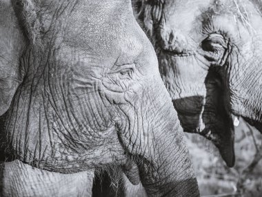 Güneş tarafından aydınlatılan bir filin buruşuk kafası başka bir filin arka planına karşı. Siyah beyaz fotoğraf. Profil görünümü