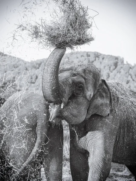 Un elefante lindo arroja un montón de heno sobre su cabeza mientras está de pie junto a otro elefante. Foto en blanco y negro — Foto de Stock