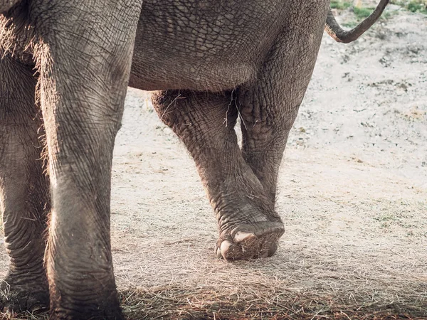 Foto de la parte inferior de un elefante de pie en una posición pierna por pierna sobre hierba seca. — Foto de Stock