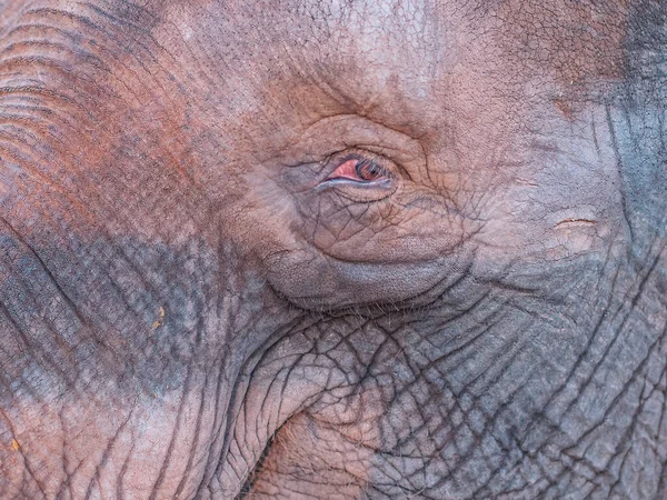 Un fragmento de un bozal de elefante arrugado con un ojo rojo y pestañas claras. Foto de primer plano a pantalla completa —  Fotos de Stock