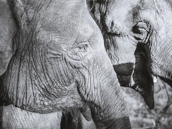 La cabeza arrugada de un elefante iluminado por el sol contra el telón de fondo de otro elefante. Foto en blanco y negro. Vista del perfil — Foto de Stock