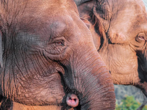 El hocico arrugado de un elefante iluminado por el sol de verano sobre el fondo de un elefante de pie cerca. Fotos de primer plano — Foto de Stock