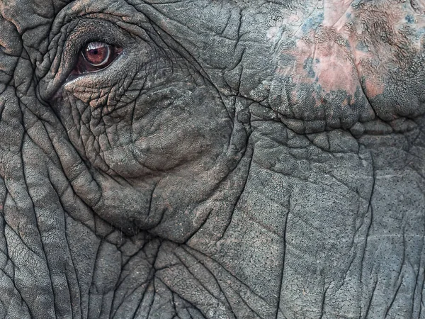 Un fragmento de una cara de elefante con un pequeño ojo rojizo y la piel arrugada gris. Foto a pantalla completa — Foto de Stock