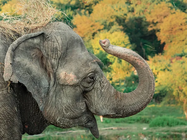 Un retrato de un elefante lanzando heno sobre su cabeza con su tronco. Vista del perfil — Foto de Stock