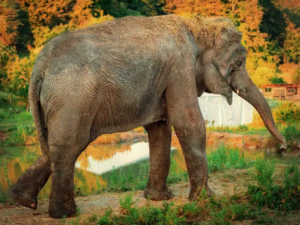Un gran elefante camina cerca de un pequeño estanque en un parque de safari rodeado de árboles de hoja caduca amarillo-verde — Foto de Stock