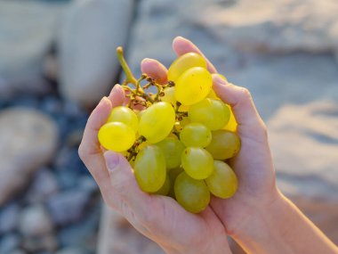 Olgun üzümler güneşte parıldıyor açık havada dişi avuçlarında