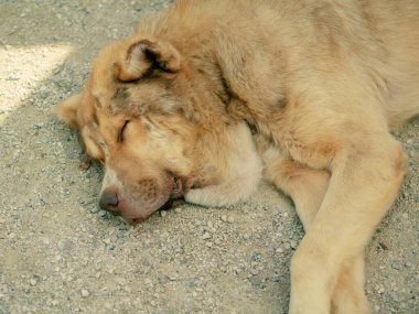 Shaggy Red Dog sokakta küçük çakıllarda uyur. Melez köpek..