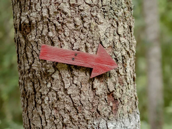 红色的木制箭头拧在树干上.指向右边的指针 — 图库照片