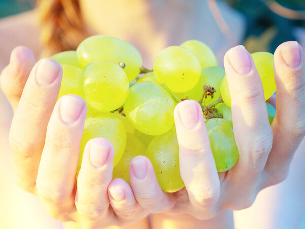 Female hands hold a ripe juicy bunch of grapes lit by the sun outdoors on a summer day. Closeup photo