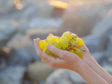 Olgun yeşil üzümlerden oluşan bir dal. Kadın ellerinde. Açık havada güneş ışığı var.