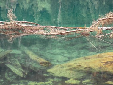 Kayalık dibi olan temiz göl suyu, kurumuş ahşap ve yansıtıcı orman. Ekolojik olarak temiz dağ gölü