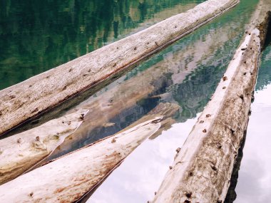 Temiz göl suyunda dalları kırılmış devrilmiş ağaç gövdeleri. Tam ekran fotoğrafı