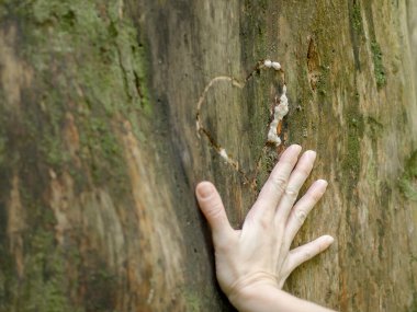 Bir kadının eli ağaç kabuğuna kazınmış kocaman bir ağaç gövdesinin üzerinde. Seçici odak