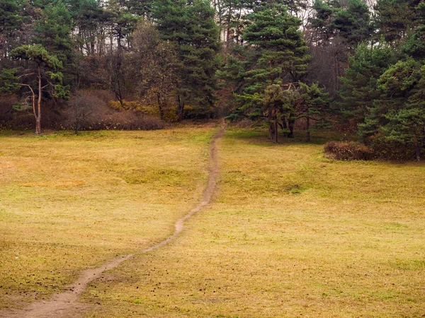 Prado de outono com grama amarelada e um caminho no meio dele levando à floresta em um dia nublado — Fotografia de Stock