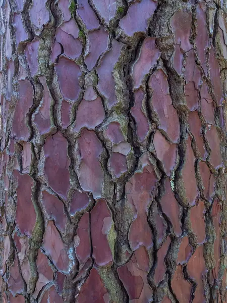 Rough textured pine bark with many cracks. Closeup photo. Full screen image.