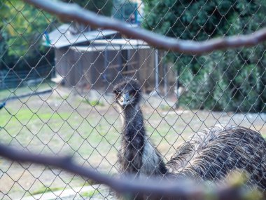 Gri bir deve kuşu ağ örgüsünün arkasında büyük bir avluda yürüyor. Yumuşak odaklanma. Kümes hayvanları yetiştiriliyor.