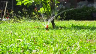 Döner bir fıskiye güneşli bir günde yeşil çimenleri sular. Döner sulama sistemi.