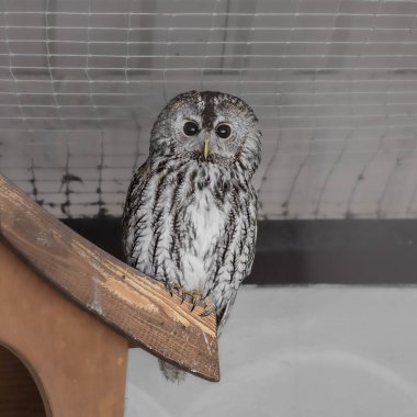 Kuşhanedeki ahşap bir kuş evinin çatısında siyah gözlü gri bir baykuş oturuyor. Gece yırtıcısı. Strix aluco