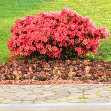 Taş kaldırımın önündeki yeşil çimlerin üzerinde parlak pembe çiçeklerden oluşan bir çalı büyür. Seçici odaklanma. Peyzaj.