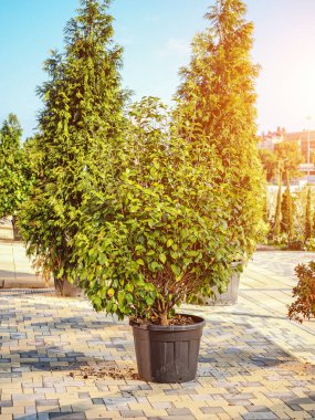 Güneş tarafından aydınlatılan asfalt levhaların üzerindeki çömleklerdeki yeşil çalılar. Bahçe düzenleme. Şehir dekorasyonu.