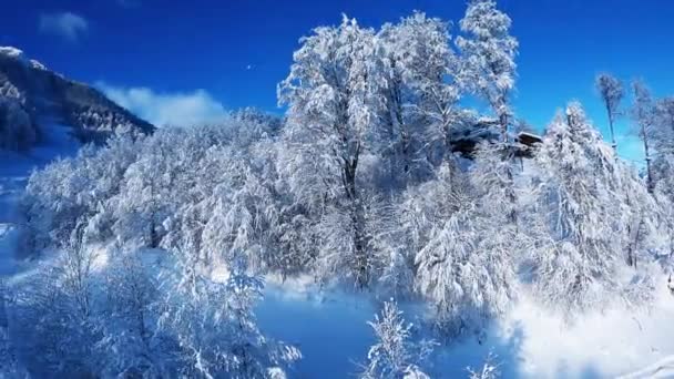 晴れた日のスキー場の雪に覆われた木 雪に覆われたスキー場の様子 空のスキー場 — ストック動画