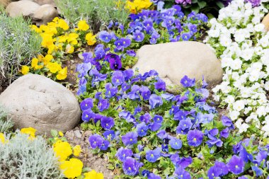 Mor beyaz ve sarı menekşeli çiçek tarhı.