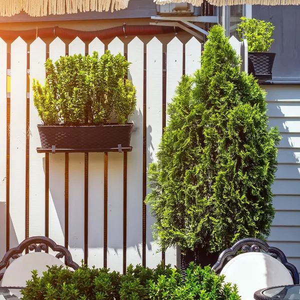 Thuja grows on the fence. Wooden white fence. Plant in a pot on the fence on street