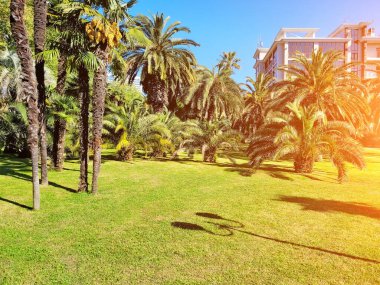 Palmiye ağaçları olan güzel, temiz çimenler. Sokak lambasının gölgeleri