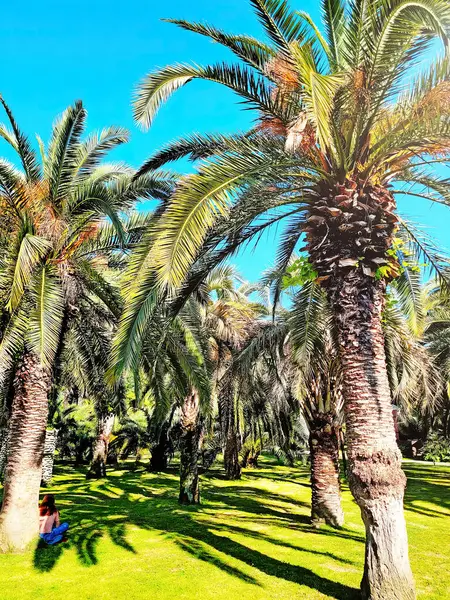 Beautiful palm trees in the park on the lawn. Girl sitting on lawn leaning on a palm tree