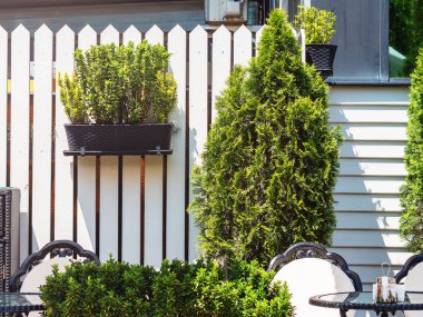 Ahşap bir çitin üzerinde saksıda bitki yetiştirmek. Thuja çitlerin yanında yetişiyor. sokak dekorasyonu