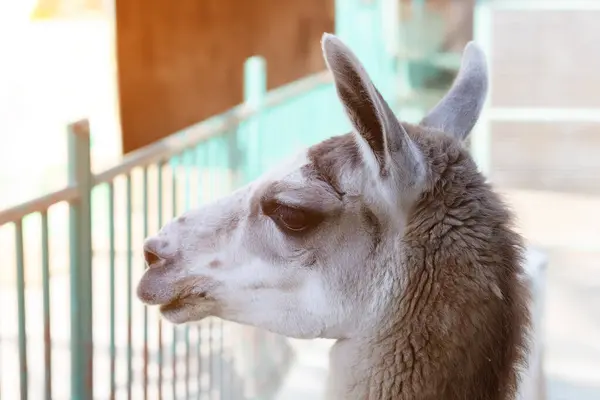 Lamas head in profile close-up at zoo